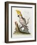 Lefser Cockatoo. from  'A Natural History of Uncommon Birds, and of Some Other Rare and…-George Edwards-Framed Giclee Print