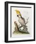 Lefser Cockatoo. from  'A Natural History of Uncommon Birds, and of Some Other Rare and…-George Edwards-Framed Giclee Print