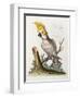 Lefser Cockatoo. from  'A Natural History of Uncommon Birds, and of Some Other Rare and…-George Edwards-Framed Giclee Print