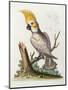 Lefser Cockatoo. from  'A Natural History of Uncommon Birds, and of Some Other Rare and…-George Edwards-Mounted Giclee Print