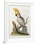 Lefser Cockatoo. from  'A Natural History of Uncommon Birds, and of Some Other Rare and…-George Edwards-Framed Giclee Print