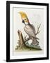 Lefser Cockatoo. from  'A Natural History of Uncommon Birds, and of Some Other Rare and…-George Edwards-Framed Giclee Print