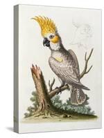 Lefser Cockatoo. from  'A Natural History of Uncommon Birds, and of Some Other Rare and…-George Edwards-Stretched Canvas
