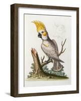Lefser Cockatoo. from  'A Natural History of Uncommon Birds, and of Some Other Rare and…-George Edwards-Framed Giclee Print