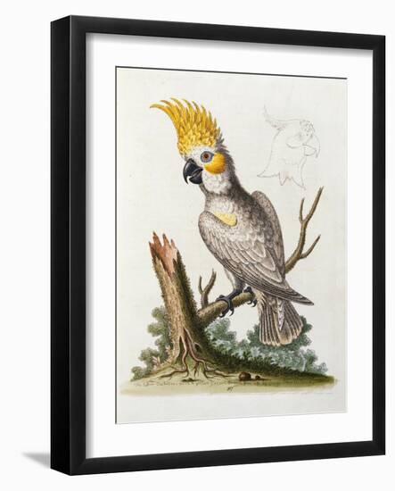 Lefser Cockatoo. from  'A Natural History of Uncommon Birds, and of Some Other Rare and…-George Edwards-Framed Giclee Print