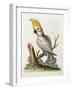 Lefser Cockatoo. from  'A Natural History of Uncommon Birds, and of Some Other Rare and…-George Edwards-Framed Giclee Print