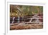 Left Fork Virgin River Zion National Park, Utah, USA-John Ford-Framed Photographic Print