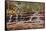 Left Fork Virgin River Zion National Park, Utah, USA-John Ford-Framed Stretched Canvas