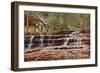 Left Fork Virgin River Zion National Park, Utah, USA-John Ford-Framed Photographic Print