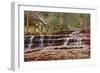 Left Fork Virgin River Zion National Park, Utah, USA-John Ford-Framed Photographic Print