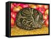 Left-Hand Apple-Cat, 1995-Ditz-Framed Stretched Canvas