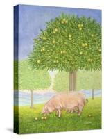 Left Hand Orchard Pig-Ditz-Stretched Canvas