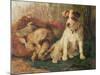 Left in Charge - a Fox Terrier with Game-Philip Eustace Stretton-Mounted Giclee Print