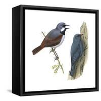 (Left) Red-Tailed Vanga-Shrike (Calicalicus Madagascariensis)-Encyclopaedia Britannica-Framed Stretched Canvas