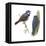 (Left) Red-Tailed Vanga-Shrike (Calicalicus Madagascariensis)-Encyclopaedia Britannica-Framed Stretched Canvas