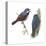 (Left) Red-Tailed Vanga-Shrike (Calicalicus Madagascariensis)-Encyclopaedia Britannica-Stretched Canvas