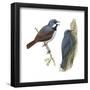 (Left) Red-Tailed Vanga-Shrike (Calicalicus Madagascariensis)-Encyclopaedia Britannica-Framed Poster