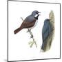 (Left) Red-Tailed Vanga-Shrike (Calicalicus Madagascariensis)-Encyclopaedia Britannica-Mounted Poster