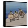 Left Right, Left Right-Janet Pidoux-Framed Stretched Canvas