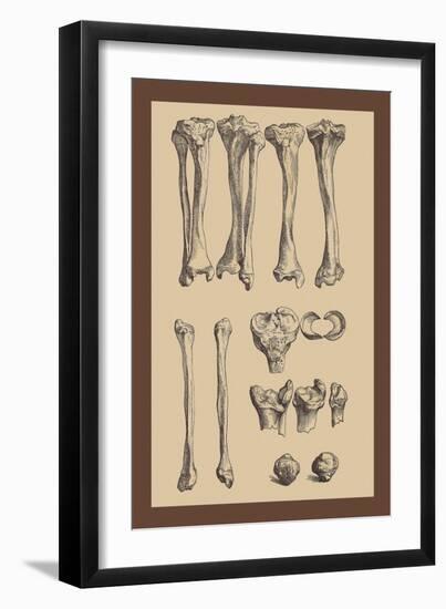 Leg Bones-Andreas Vesalius-Framed Art Print