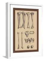 Leg Bones-Andreas Vesalius-Framed Art Print