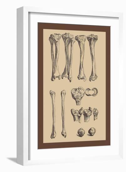 Leg Bones-Andreas Vesalius-Framed Art Print