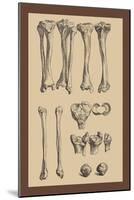 Leg Bones-Andreas Vesalius-Mounted Art Print