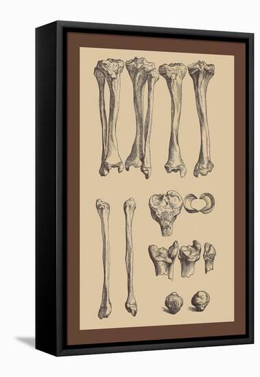 Leg Bones-Andreas Vesalius-Framed Stretched Canvas