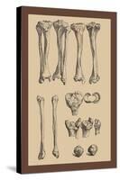 Leg Bones-Andreas Vesalius-Stretched Canvas