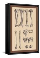 Leg Bones-Andreas Vesalius-Framed Stretched Canvas