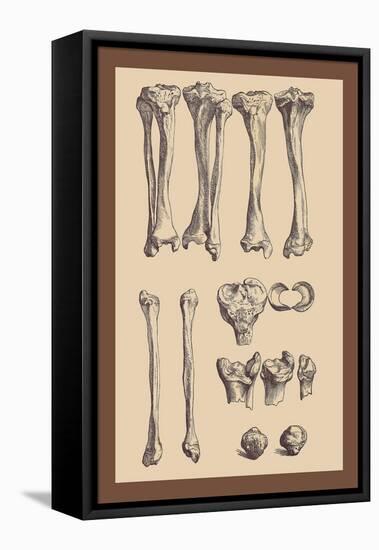 Leg Bones-Andreas Vesalius-Framed Stretched Canvas