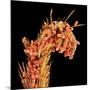 Leg of a bee with pollen-Micro Discovery-Mounted Photographic Print