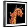 Leg of a bee with pollen-Micro Discovery-Framed Photographic Print