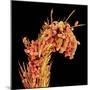 Leg of a bee with pollen-Micro Discovery-Mounted Photographic Print