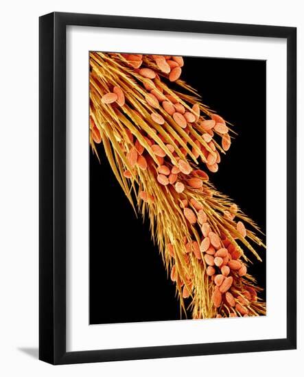 Leg of a bee with pollen-Micro Discovery-Framed Photographic Print