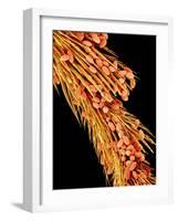 Leg of a bee with pollen-Micro Discovery-Framed Photographic Print