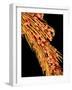 Leg of a bee with pollen-Micro Discovery-Framed Photographic Print