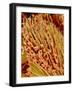 Leg of a bee with pollen-Micro Discovery-Framed Photographic Print