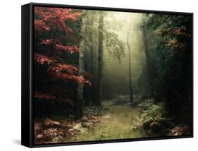 Legendary Forest in Brittany-Philippe Manguin-Framed Stretched Canvas