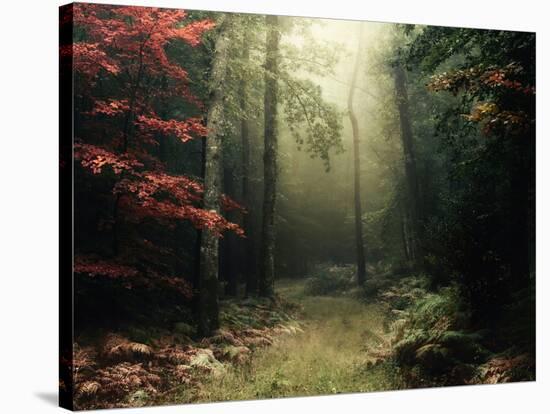 Legendary Forest in Brittany-Philippe Manguin-Stretched Canvas