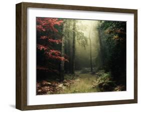 Legendary Forest in Brittany-Philippe Manguin-Framed Photographic Print