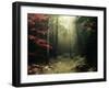 Legendary Forest in Brittany-Philippe Manguin-Framed Photographic Print