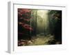 Legendary Forest in Brittany-Philippe Manguin-Framed Photographic Print