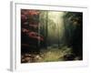 Legendary Forest in Brittany-Philippe Manguin-Framed Photographic Print