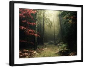 Legendary Forest in Brittany-Philippe Manguin-Framed Photographic Print