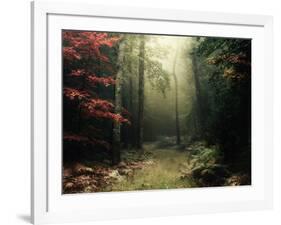 Legendary Forest in Brittany-Philippe Manguin-Framed Photographic Print