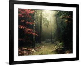 Legendary Forest in Brittany-Philippe Manguin-Framed Photographic Print