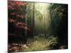 Legendary Forest in Brittany-Philippe Manguin-Mounted Photographic Print