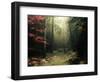 Legendary Forest in Brittany-Philippe Manguin-Framed Photographic Print