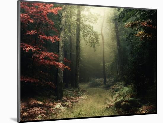 Legendary Forest in Brittany-Philippe Manguin-Mounted Photographic Print